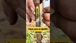 Asombroso injerto de Duraznos agriculture fruit agro plantas agronomia [upl. by Heshum]