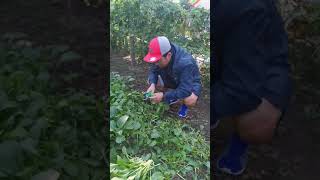 Harvesting Pechay Tuban backyard backyardgardening howtoharvestpechay pechay freshvegie short [upl. by Sordnaxela]