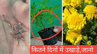 How to grow marigold from seed with all updates  plantinfo [upl. by Wolram]