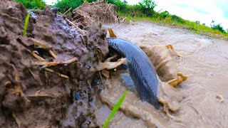 wow amazing fishing lucky day catch a lot of fish in mud water at field by best hand a fisherman [upl. by Westleigh560]