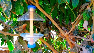 Como hacer este Comedero para pajaritos 🦜  how to make a bird feeder [upl. by Alli]