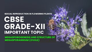 CBSE Grade XII Biology  Megasporogenesis and Structure of Megasporangium Ovule Video Lecture [upl. by Ewer378]