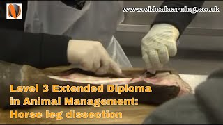 BTEC level 3 Animal Biology Classroom Observation  Horse Leg Dissection [upl. by Hsitirb520]