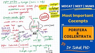 Kingdom Animalia Porifera amp Coelenterata  Lecture02  MDCAT  NUMS  NEET [upl. by Choo]