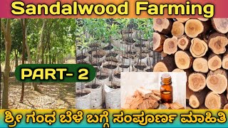 Complete Guide to Sandalwood Farming in Kannada  Sandalwood Cultivation  Sandalwood Plantation [upl. by Yelda317]