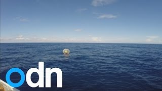 Man trying to run across ocean to Bermuda in inflatable bubble has to be rescued [upl. by Efram]