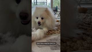 American Eskimo Dogs Always In the Mood To Play [upl. by Asirahc190]