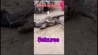 Seizures l Nervine symptoms l dr Umar Khan [upl. by Sandeep]