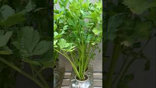 How to Grow Coriander at Home Using Plastic Bottles plants farming shorts [upl. by Townie]