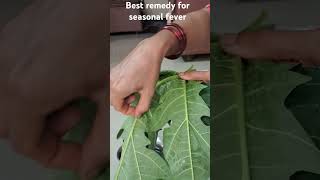 Best papaya leaf remedy to reduce seasonal fever and flu [upl. by Idelson220]