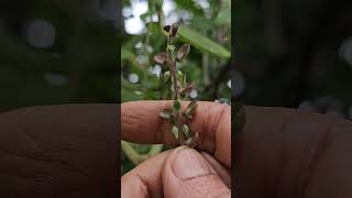 pink Flowers  Scutellaria [upl. by Onaireves]