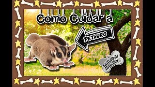 Sugar Glider  La mascota voladora Animales domésticos Cuidados de mascotas [upl. by Etnad389]