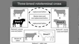 Beef Cattle Crossbreeding Systems [upl. by Nail141]