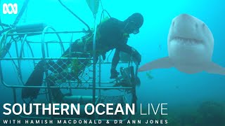 Abalone divers working in the path of great white sharks  Southern Ocean Live [upl. by Haskell]