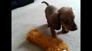 Dachshund Puppy Tom barking at his reflection [upl. by Zerat601]