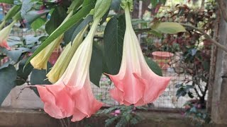 Mexican trumpet  Brugmansia suaveolens  Datura metel L  flower  ornamental  Rose [upl. by Yahsel]