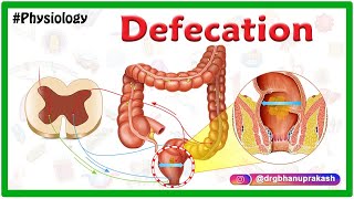 Physiology of Defecation Animation  Defecation reflex  Constipation [upl. by Acceber]