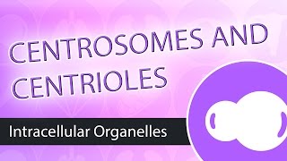 Intracellular Organelles The Centrosome [upl. by Noonan389]