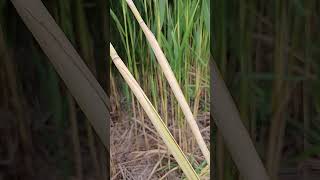 Arrows shafts materials phragmites [upl. by Armallas185]