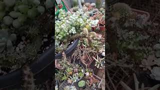 Cotyledon pendens fypviral suculentas cactussol viralyoutubevideo viralshort plantas jardim [upl. by Fridell742]