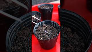 Growing Melon from Seed melon seeding v87garden shorts [upl. by Acinelav]