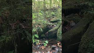 Soothing Stream at Great Smoky Mountains National Park [upl. by Hearn]