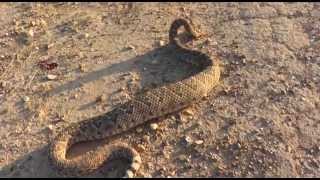 Rattlesnake Showdown South Texas [upl. by Ahsenad]