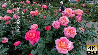 【4K HDR Rose】In Tokyo the season for enjoying autumn roses has arrived [upl. by Calvert]