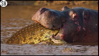 Crocodile Enters The Body of a Hippo After Killing it [upl. by Joo]