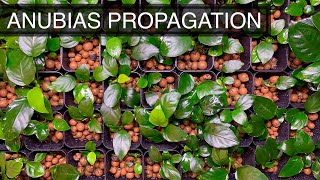 How to Propagate Anubias Emersed  The Complete Guide [upl. by Moritz]