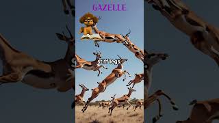 GAZELLE FUN FACT animalsshorts fun FACT [upl. by Larrabee534]