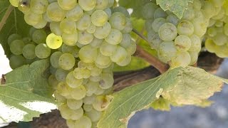 How Chardonnay is Made [upl. by Ariec]