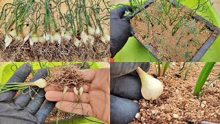 Repotting of Albuca spiralis [upl. by Wilburn]