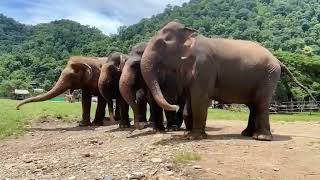 Turn up the volume 🔈  Elephant update [upl. by Washburn]