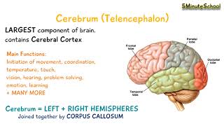 Cerebrum Telencephalon [upl. by Pet992]