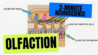 2Minute Neuroscience Olfaction [upl. by Analram]