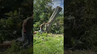 Random clips and pics of other tree removals [upl. by Belldas]