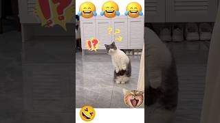 The Most Concerned Cat EverWatch This🤣shorts cat funny [upl. by Oiramat]