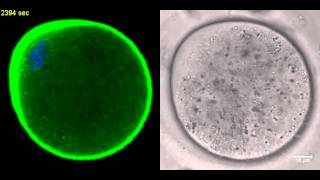 Actin flow and cytoplasmic streaming in MII oocyte [upl. by Wolford]