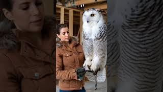 Fabulous king owl and its white feathers shorts owl [upl. by Nrek]