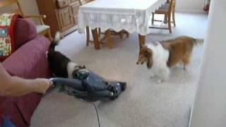 Out Of Control Shelties Top 10 Things That Set Them Off [upl. by Gianni]