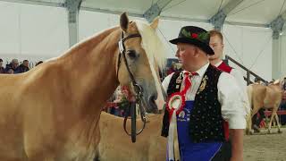 BEST OF HAFLINGER FESTIVAL 2024 [upl. by Mackey]