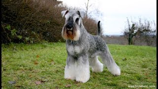 Standard Schnauzer [upl. by Umberto460]