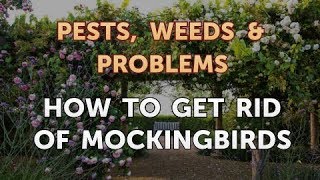 How to Get Rid of Mockingbirds [upl. by Narda]