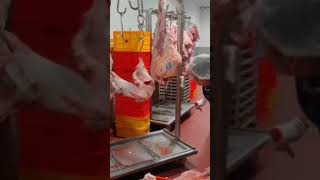 Breakdown Beef Hind Quarter [upl. by Yahsat]