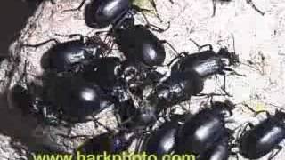 Beetle invasion in Texas Yuck Nasty [upl. by Ssur]