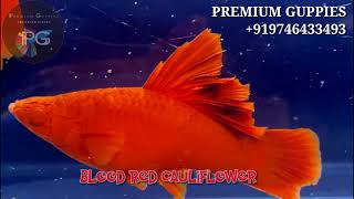 🐠 Blood Red Cauliflower 🐠 Imported Guppy Fishes 🐠 Premium Guppies 🐠 [upl. by Gottfried]