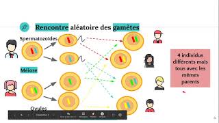 Le brassage chromosomique [upl. by Castara]