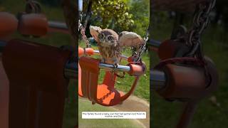 This family found a baby owl that had gotten lost from its mother and then animalshorts [upl. by Benedetto392]