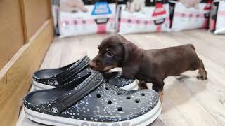 Wirehaired dachshunds caninchen Таксы жесткошерстные кроличьи 2 months old [upl. by Nywloc]